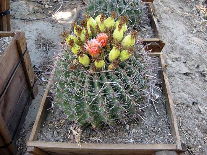 12 to 18 inch Ferocactus